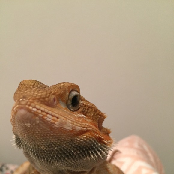 Meet your Posher, Adrienne - Picture 1 of 1